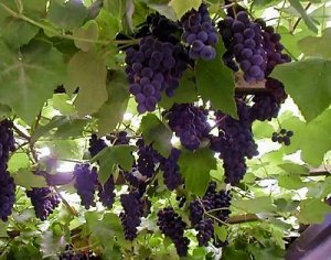 Виноград амурский (около 100 семян)