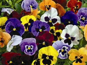 Виола Виттрока, анютины глазки-микс пяти цветов (около 500 семян)