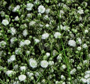 Гипсофила махровая "Snowflake" (около 500 семян)