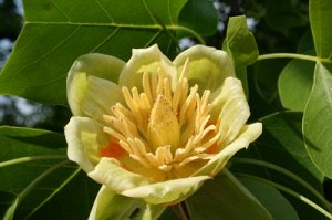 Лириодендрон, тюльпанное дерево (20 семян)