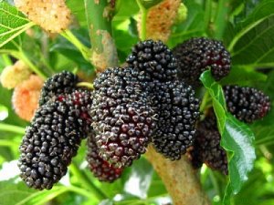 Шелковица черная (около 300 семян)