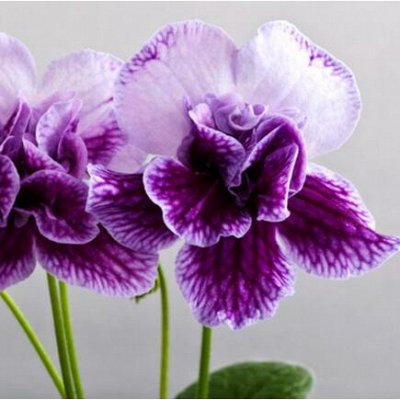 Цветы: фиалки, ахименесы, колумнеи,стрепсы, глоксии,бегонии