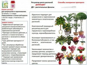 Нэст М Домоцвет 1 мл