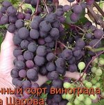 Загадка Шарова