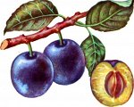 Сливовых косточек масло (нерафинированное, органик)  20 мл.
