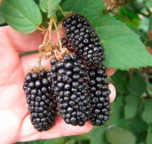Ежевика Бжезина ( бесшипный)
