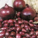 Лук-севок ред барон
