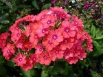Флокс paniculata Orange Perfection