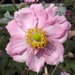 Анемона japonica Kоnigin Charlotte