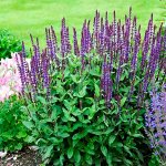 Сальвия nemorosa Caradonna Compact® PBR