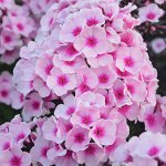 Флокс paniculata Brilliant Eyes