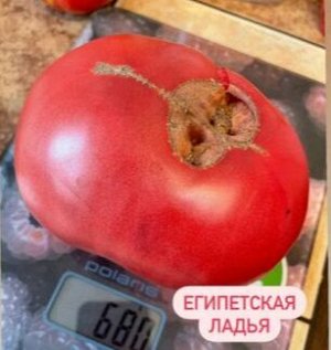 Египетская ладья