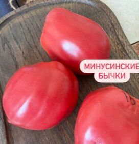 Минусинские бычки