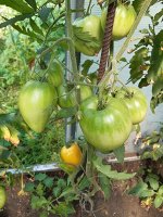 Томат Русское Бычье сердце  Доусона, сорт