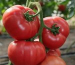 Томат ЗЕРСИ (КИБО) F1 Kitano  Seeds, Япония/Голландия 4 шт