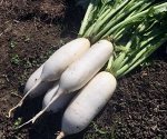 Дайкон Чилиндро F1 Jseeds  Nongwoo Bio, Корея. 20 сем