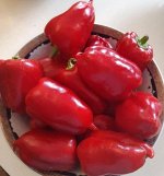 Перец болгарский Низкорослый  крепыш, сорт.
