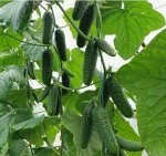 Огурец КАМИНАРИ F1(KS 90) Kitano  Seeds, Япония 5 сем