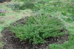 Можжевельник горизонтальный Андорра Компакт