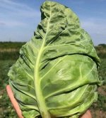 Капуста б/к AS 2018 F1.  Atakama Seeds. Япония. 10 сем