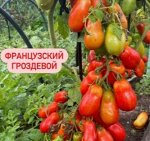 ФРАНЦУЗСКИЙ ГРОЗДЕВОЙ