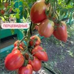ПЕРЦЕВИДНЫЕ