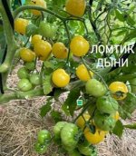 ЛОМТИК ДЫНИ