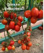 &quot;СЛИВКА БЕНДРИКА            красная&quot;