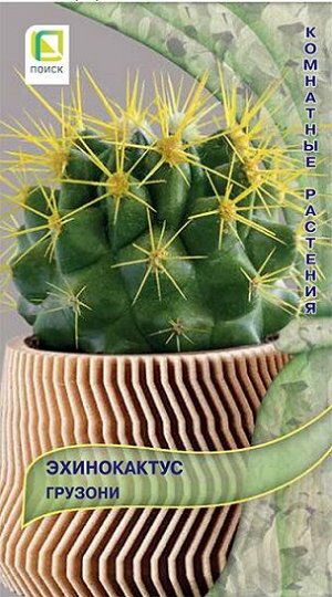 Эхинокактус Грузони (Код: 92237)
