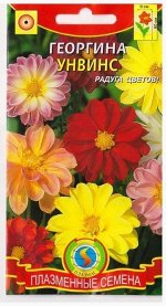 Георгина Унвинс (Код: 75186)