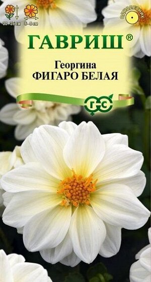 Георгина Фигаро белая (Код: 92758)