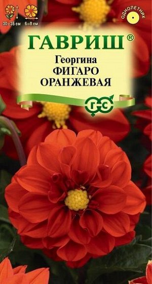 Георгина Фигаро оранжевая (Код: 92728)