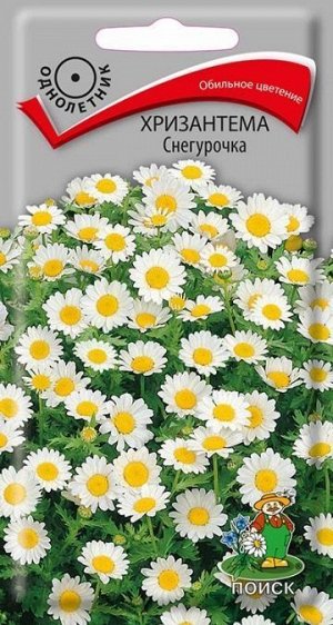 Хризантема Снегурочка (Код: 73838)