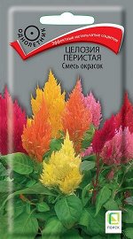 Целозия Перистая смесь окрасок (Код: 66005)