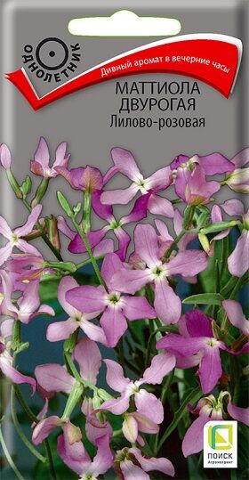 Маттиола Лилово-розовая двурогая (Код: 68870)