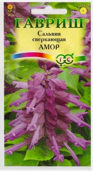 Сальвия Амор (Код: 10788)
