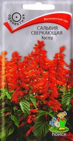 Сальвия Костер (Код: 81976)