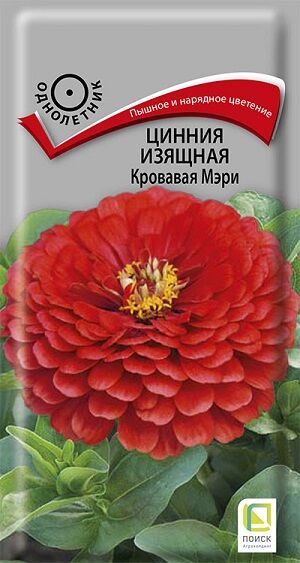 Цинния Кровавая Мэри (Код: 84394)