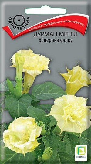 Дурман метел Балерина Еллоу (Код: 14296)