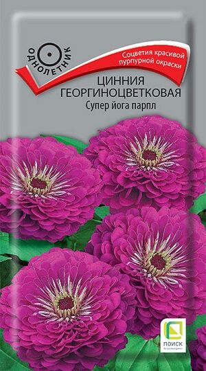 Цинния Супер йога парпл (Код: 67729)