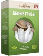 Белые Грибы ( грибница домашняя)