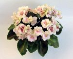 Детка сенполии Allegro Watermelon Ruffles (J.Stromborg)