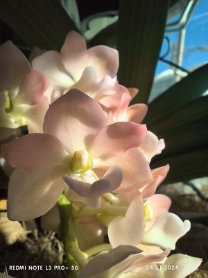 Продам орхидею Rhynchostylis gigantea