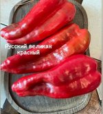 &quot;Перец сладкий        РУССКИЙ ВЕЛИКАН красный&quot;