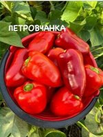 &quot;Сладкий перец            ПЕТРОВЧАНКА&quot;
