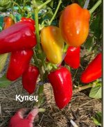 Перец сладкий КУПЕЦ.