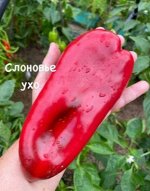 &quot;Перец сладкий          СЛОНОВЬЕ УХО&quot;