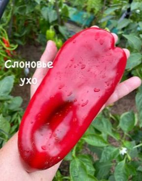 "Перец сладкий СЛОНОВЬЕ УХО" | Перец сладкий. Семена овощей