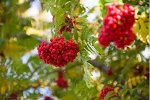 Рябина Сказочная