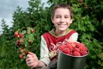 Малина ремонтантная Бабье лето